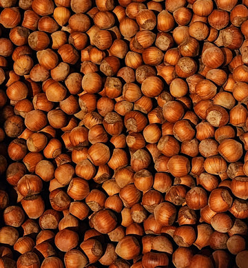 Hazelnuts in-shell, grown in our family's orchard in Washington state (Raw, 8 pound)