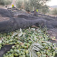 Olivar Santamaria Extra Virgin Olive Oil Hojiblanca 169.07 Fl Oz (5 Liter) Green