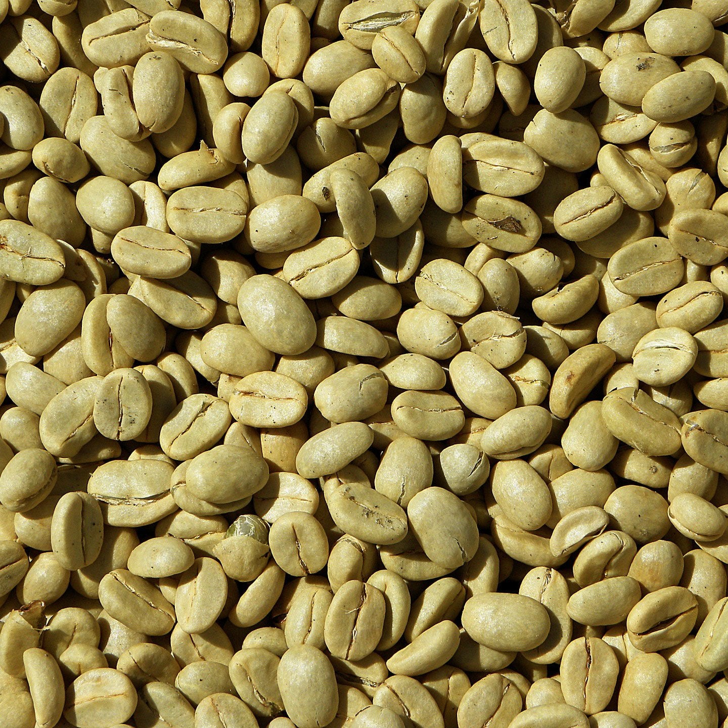 Good Times Coffee Company Green Unroasted Coffee Beans, Ethiopian Yirgacheffe (1 Pound)