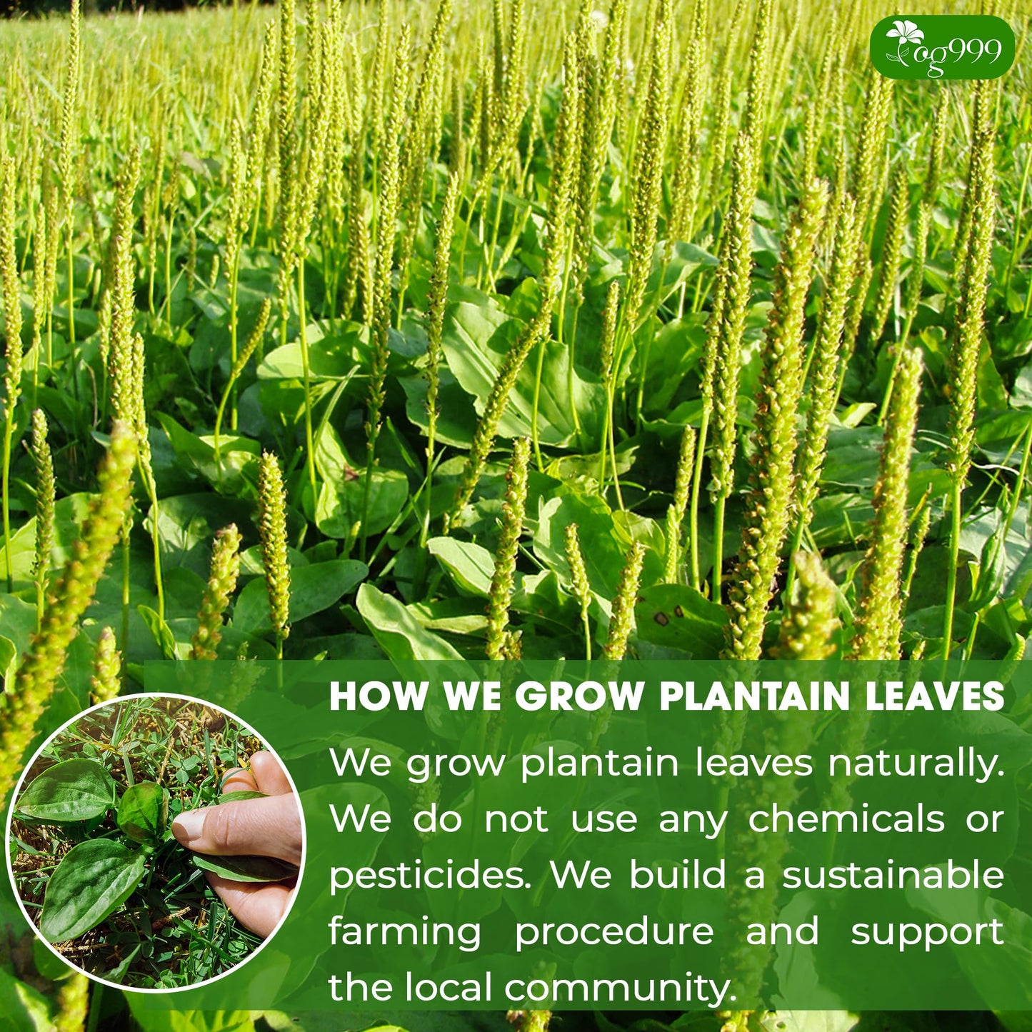 TOG999 Plantain Tea Bags, 100% Natural Loose Leaf Herbal Tea, 60 Bags, Vegan, No Sugar, No Caffeine, No Gluten