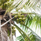 Taste Nirvana Coconut Water with Tender Coconut Bits, 16.2 Fl Oz Pack of 12, Refreshing Natural Beverage