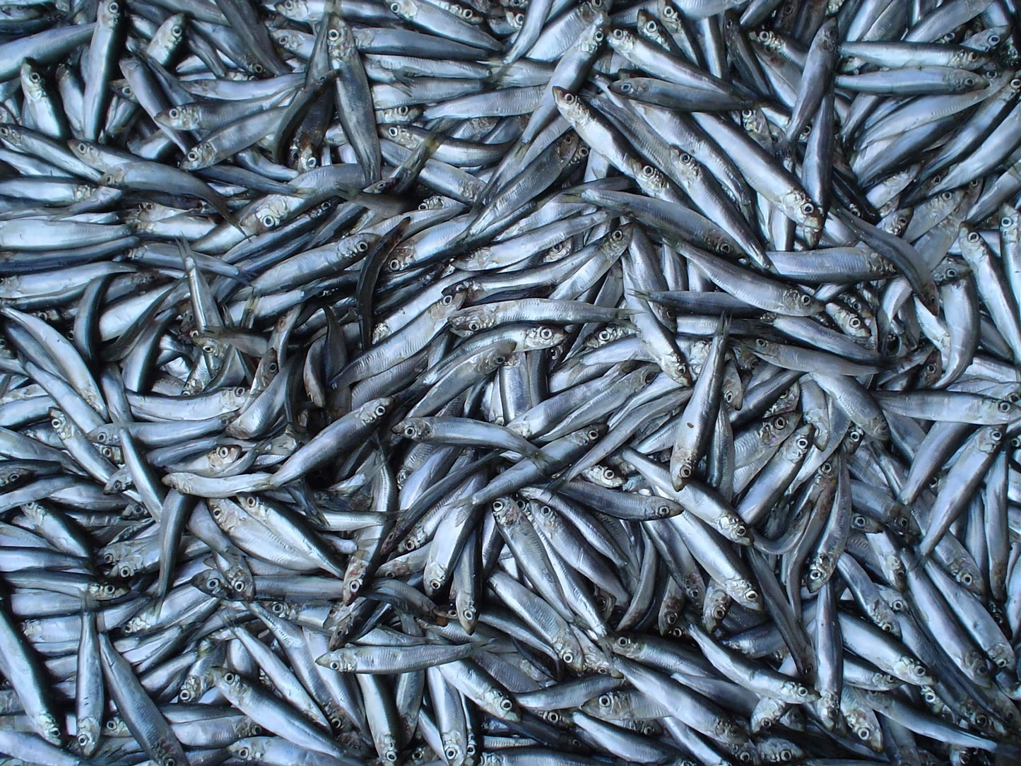 Belevini Smoked Sprats in Olive Oil, Pack of 3, 250g | Keto Friendly, Non-GMO, Kosher, Rich in Omega-3