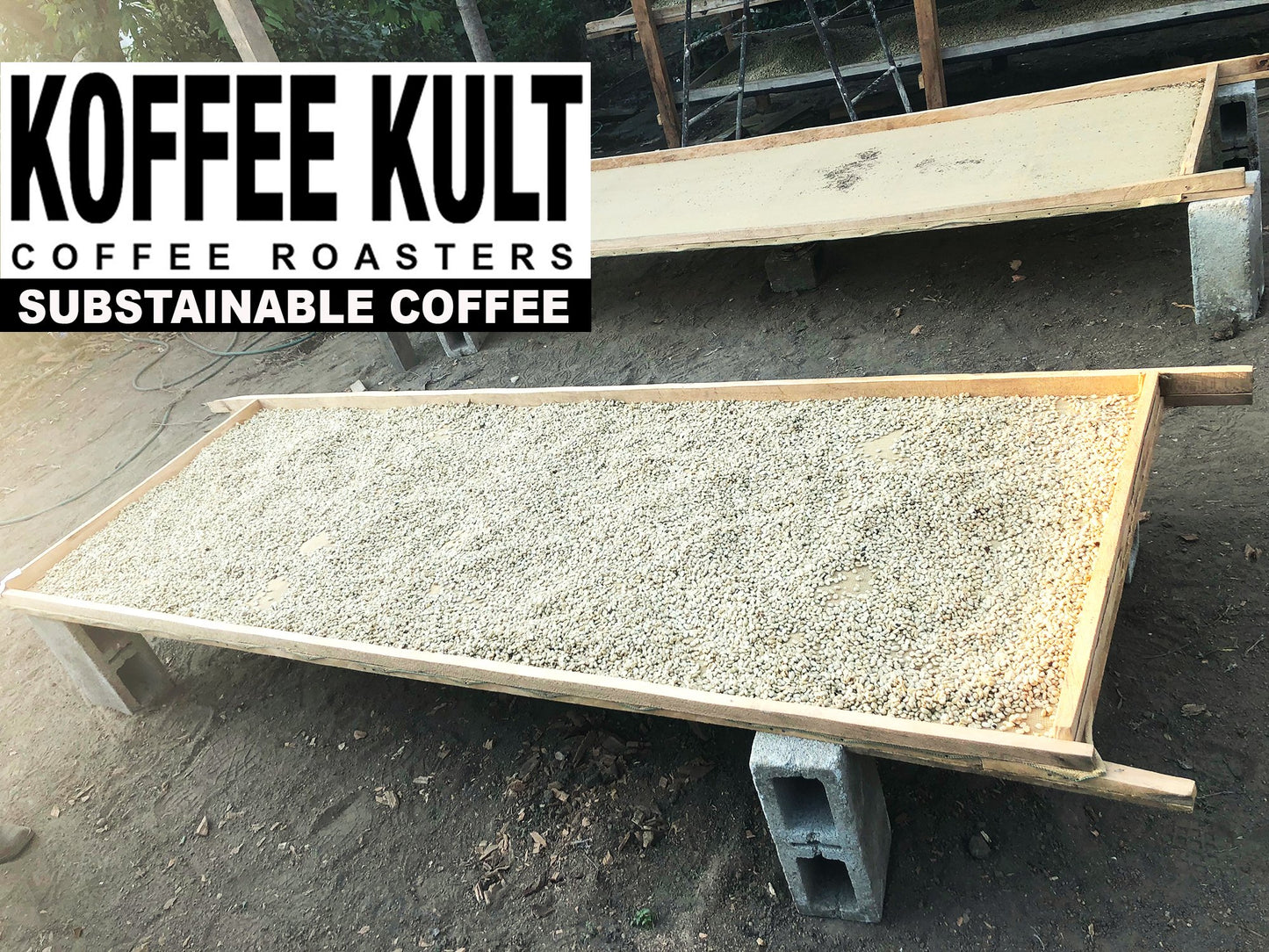 Koffee Kult Kenya Coffee Beans - Whole Medium Roast - 100% Arabica - 32oz