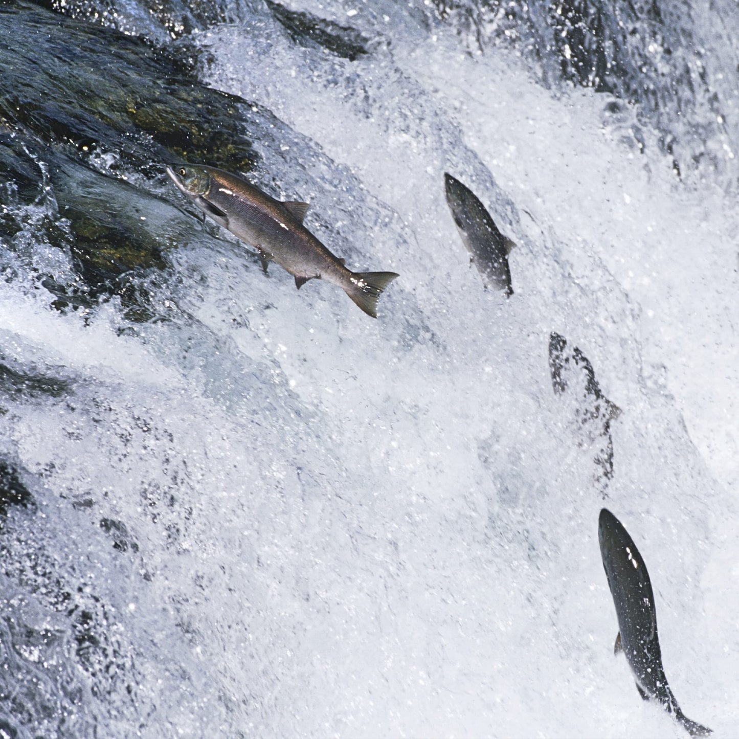 EPIC Salmon Bites, Wild Caught, 8 ct, 2.5 oz Pouches
