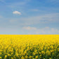Outsidepride 10000 Seeds Annual Yellow Mustard Herb Garden Seed For Microgreens, Sprouts, & Cooking