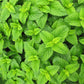 MagJo Naturals Lemon Balm Tea  Bulk Herbal Tea  Loose Leaf Melissa Officinalis  Caffeine Free  Cut and Sifted  1 pound (16 ounces) (1 pack)