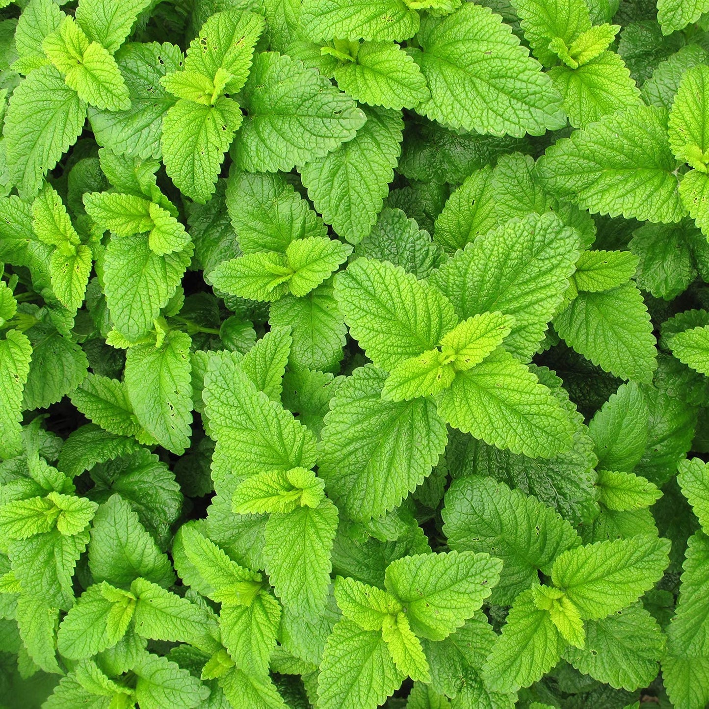 MagJo Naturals Lemon Balm Tea  Bulk Herbal Tea  Loose Leaf Melissa Officinalis  Caffeine Free  Cut and Sifted  1 pound (16 ounces) (1 pack)