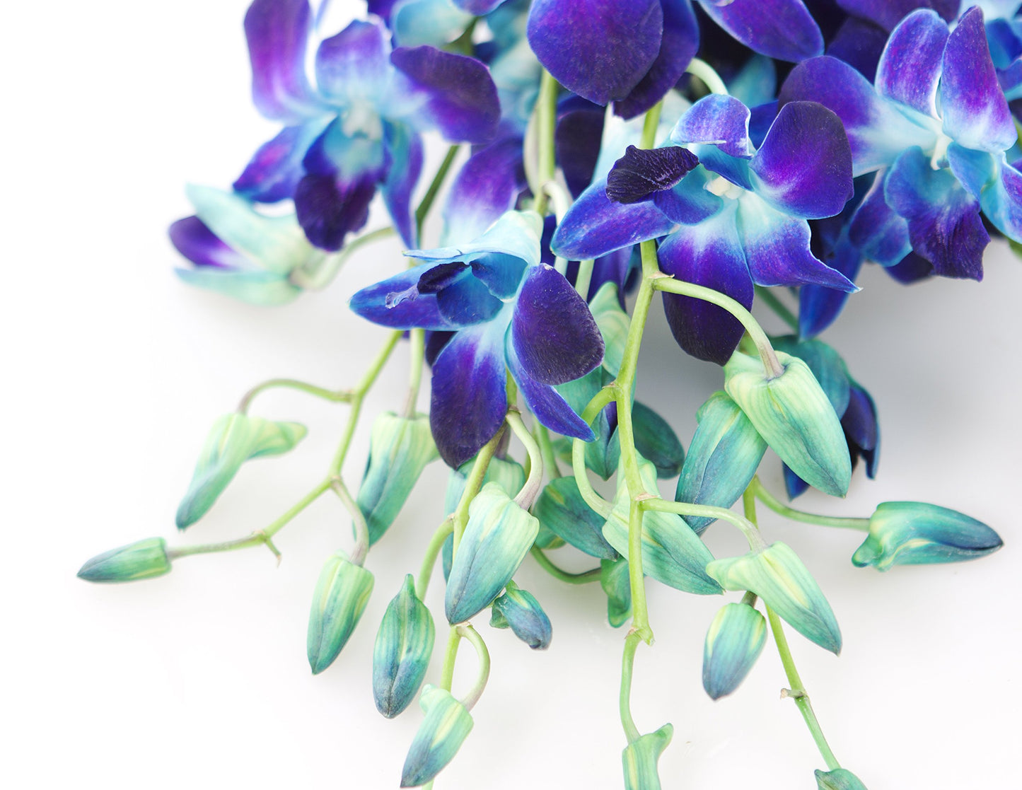 KaBloom Exotic Sapphire Orchid Bouquet - Blue - 10 - Model KaB-AZ-1147-NV - Perfect for Mothers Day, Birthdays, Sympathy, and Thank You Gifts