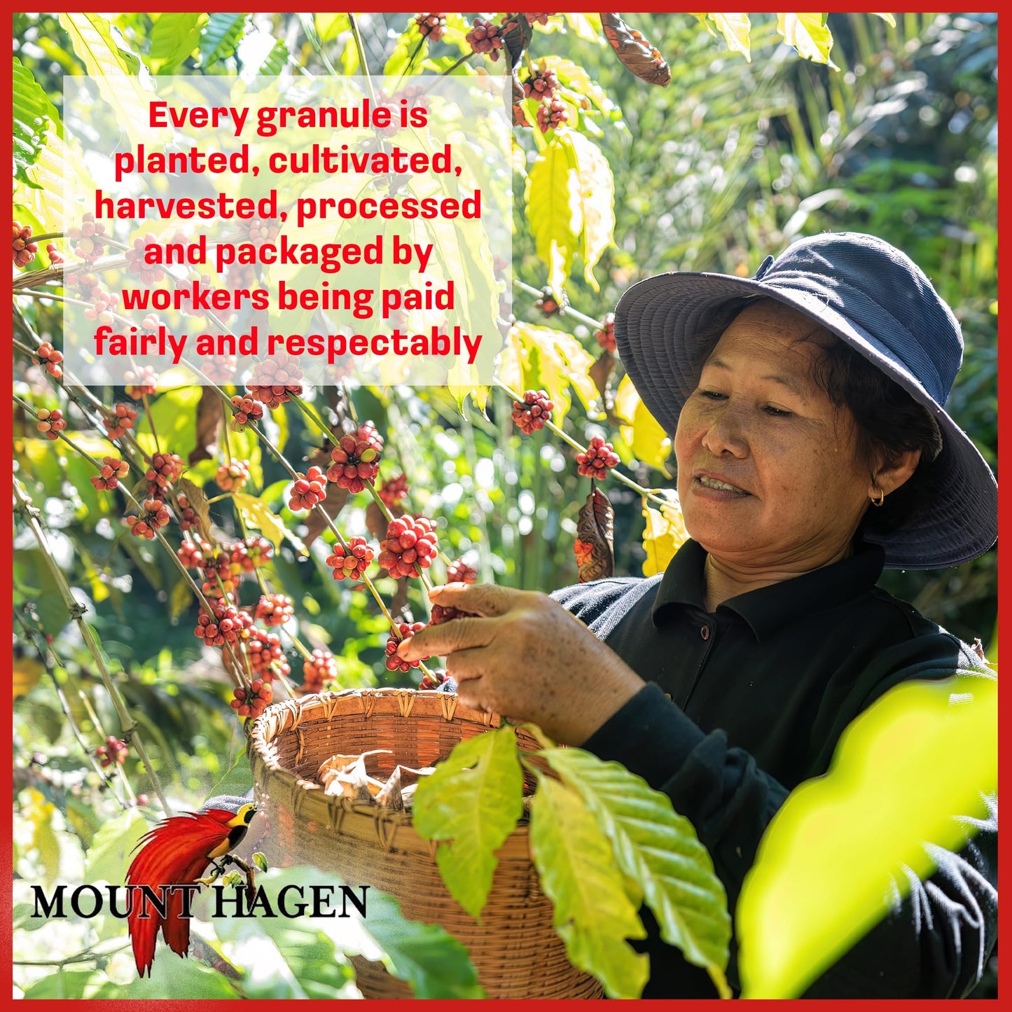 Mount Hagen Instant Espresso Coffee, Eco-friendly Organic Espresso Coffee Made From Medium Roast Arabica Beans, Freeze Dried Ins