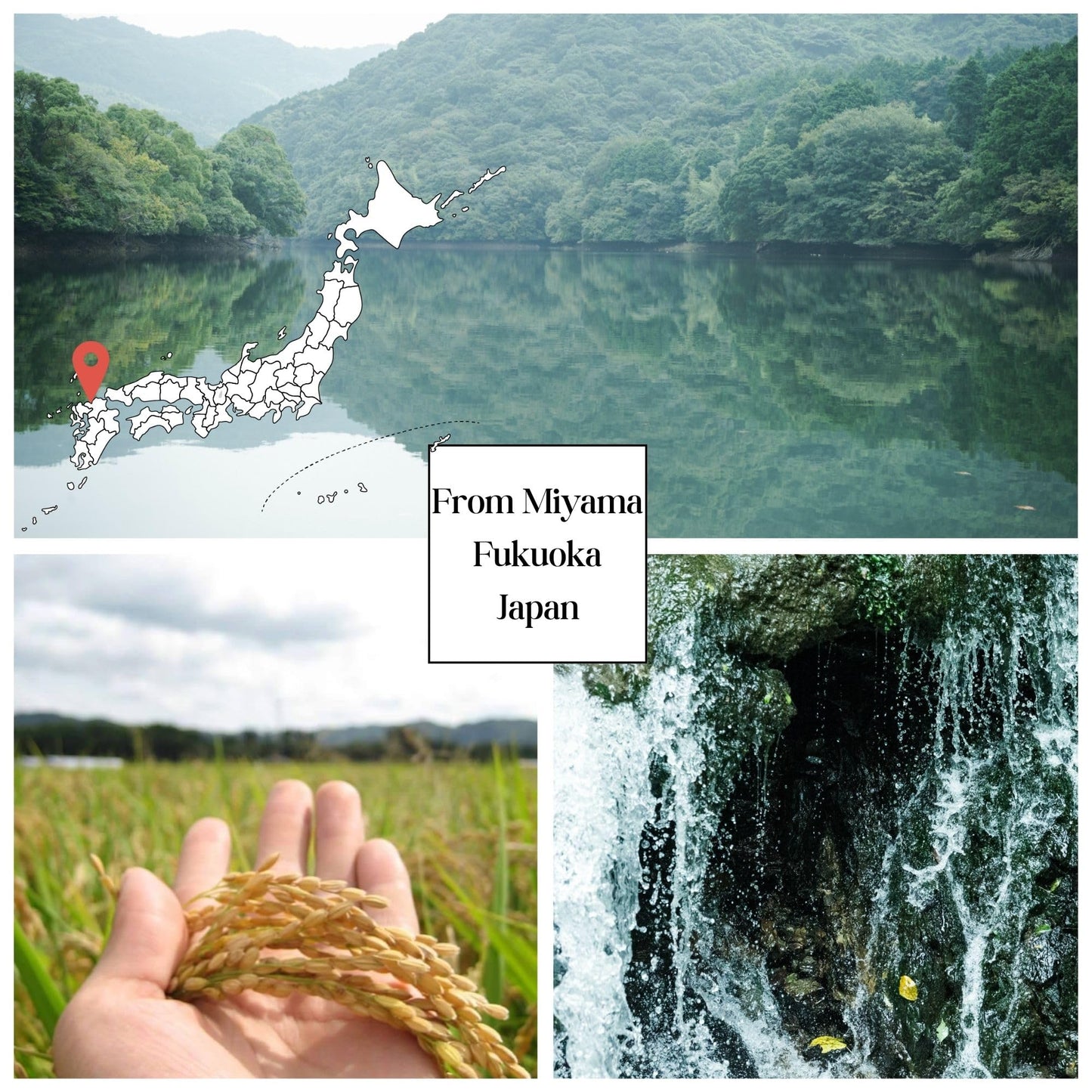 [Washoku Matsuo] Nikomaru: Rare Japanese Rice Born From Koshihikari - Premium Short Grain White Rice, Rich In Tradition, 4.4 Lb.