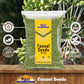 Rani Fennel Seeds (Saunf Sabut) Whole Spice 28Oz (800G) ~ All Natural | Gluten Friendly | Non-Gmo | Vegan | Indian Origin