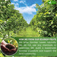 FRESHDRINKUS Soursop Graviola Fruit Tea Bags, 100% Natural, 40 Count, Sugar-Free, Caffeine-Free, Gluten-Free