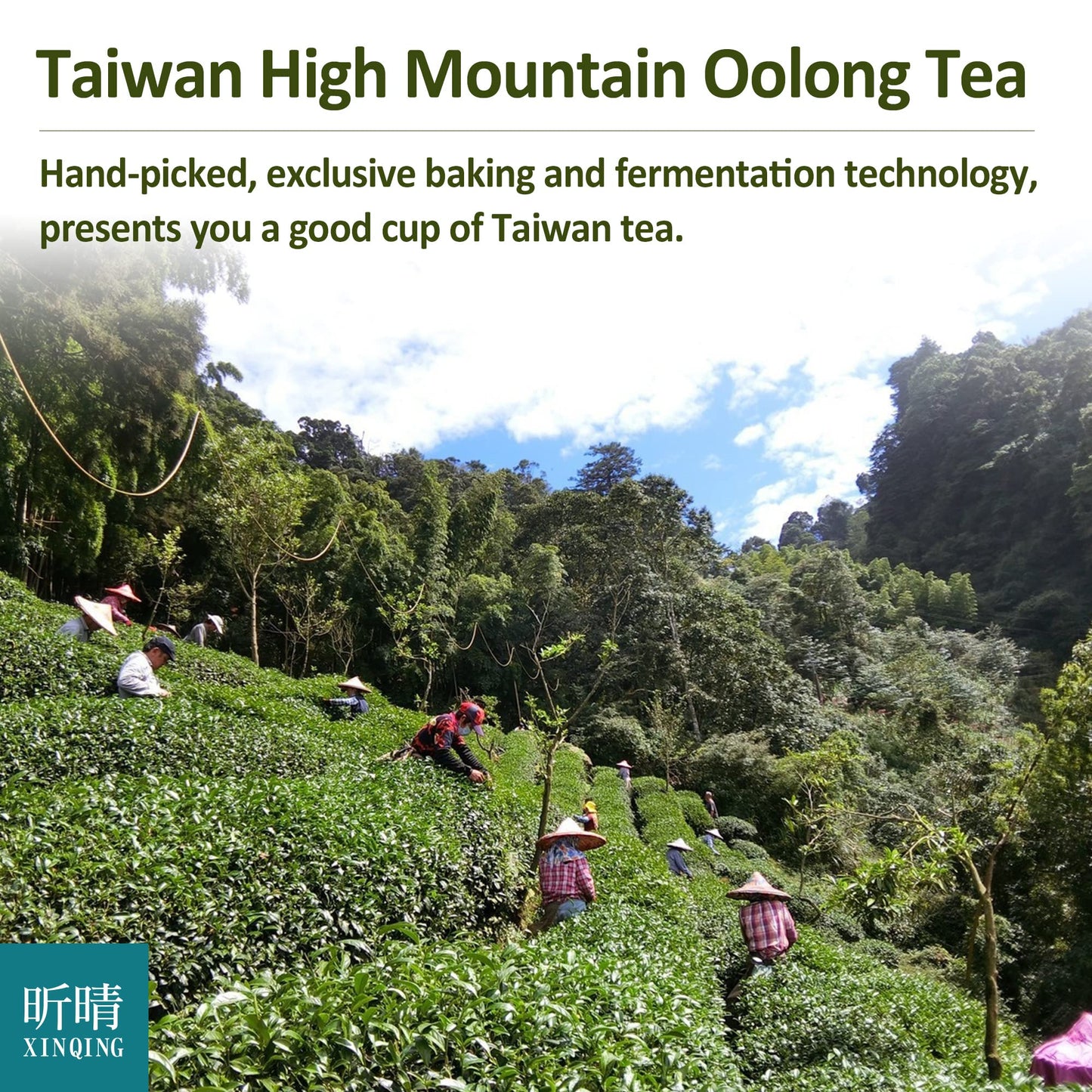 Xin Qing Dong Ding Oolong Tea Dongding Oolong Tea Tung Ting Oolong Tea Taiwan High Mountain Oolong Tea Taiwan Gaoshan Ulong Tea