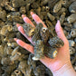 Premium Wild Dried Canadian Morel Mushrooms 2 Oz. / 57G