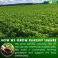 Premium Parsley Leaf Tea Bags, 100% Natural & Pure from Parsley Leaves.