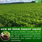 FRESHDRINKUS Parsley Leaf Herbal Tea Bags, 100% Natural, Caffeine-Free, Vegan, 35 Tea Bags