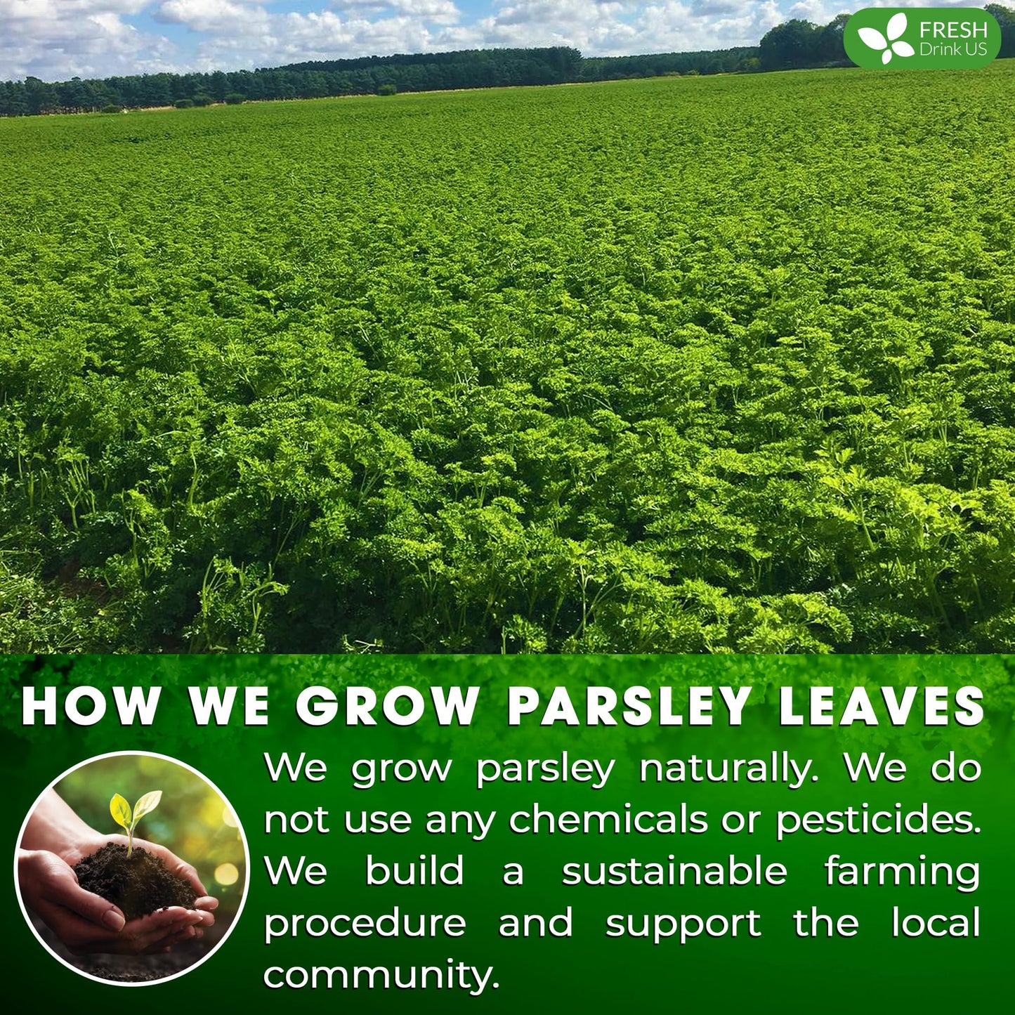 FRESHDRINKUS Parsley Leaf Herbal Tea Bags, 100% Natural, Vegan, 15 Tea Bags