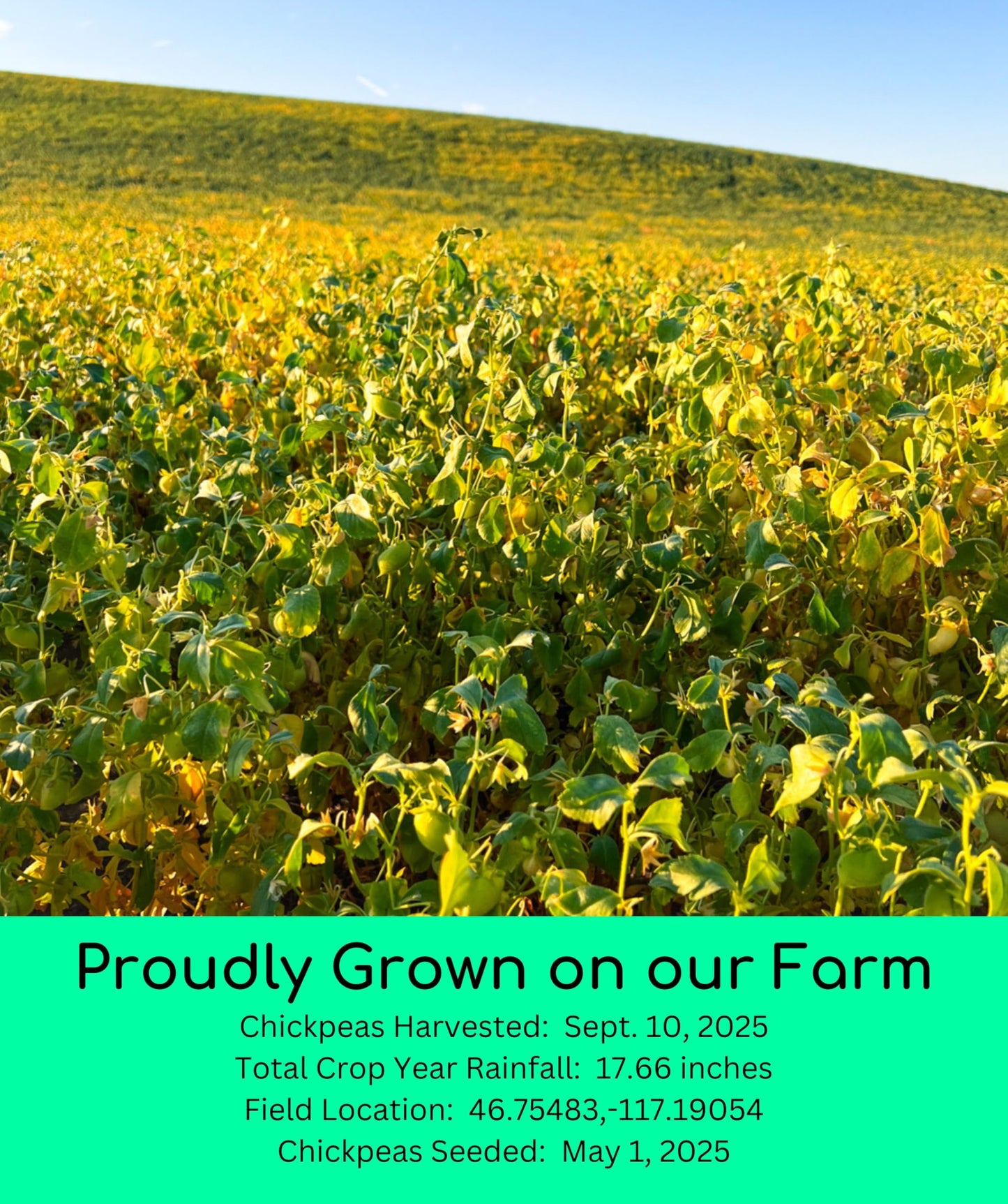 Palouse Brand Certified Glyphosate Residue Free Chickpeas | Garbanzo Beans | 5 lbs | Family Farmed in Washington State | Non-GMO
