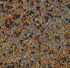 No-Till Cover Crop 13-Seed Mix (1 Lb. Bag): [50% Clovers Plus Fenugreek, Vetch, Flax, Cowpeas, Buckwheat, Forage Peas, Millet, L