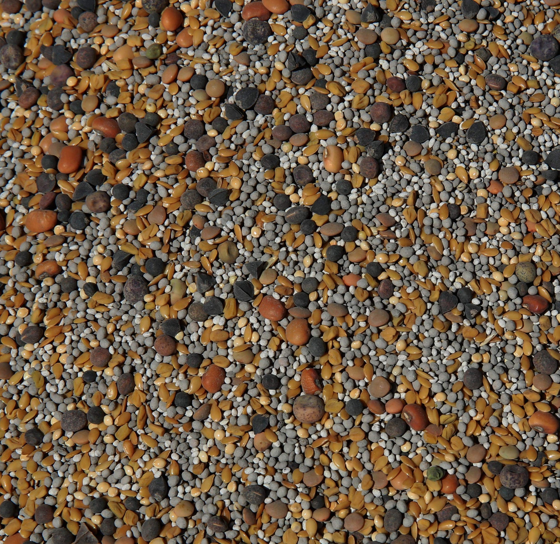 No-Till Cover Crop 13-Seed Mix (1 Lb. Bag): [50% Clovers Plus Fenugreek, Vetch, Flax, Cowpeas, Buckwheat, Forage Peas, Millet, L