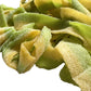 Sour Pickle Flavored Belts - 1 lb of Fresh Chewy Sugar Sanded Sweet Tart Foot Long Candy in Resealable Bag to Ensure Freshness