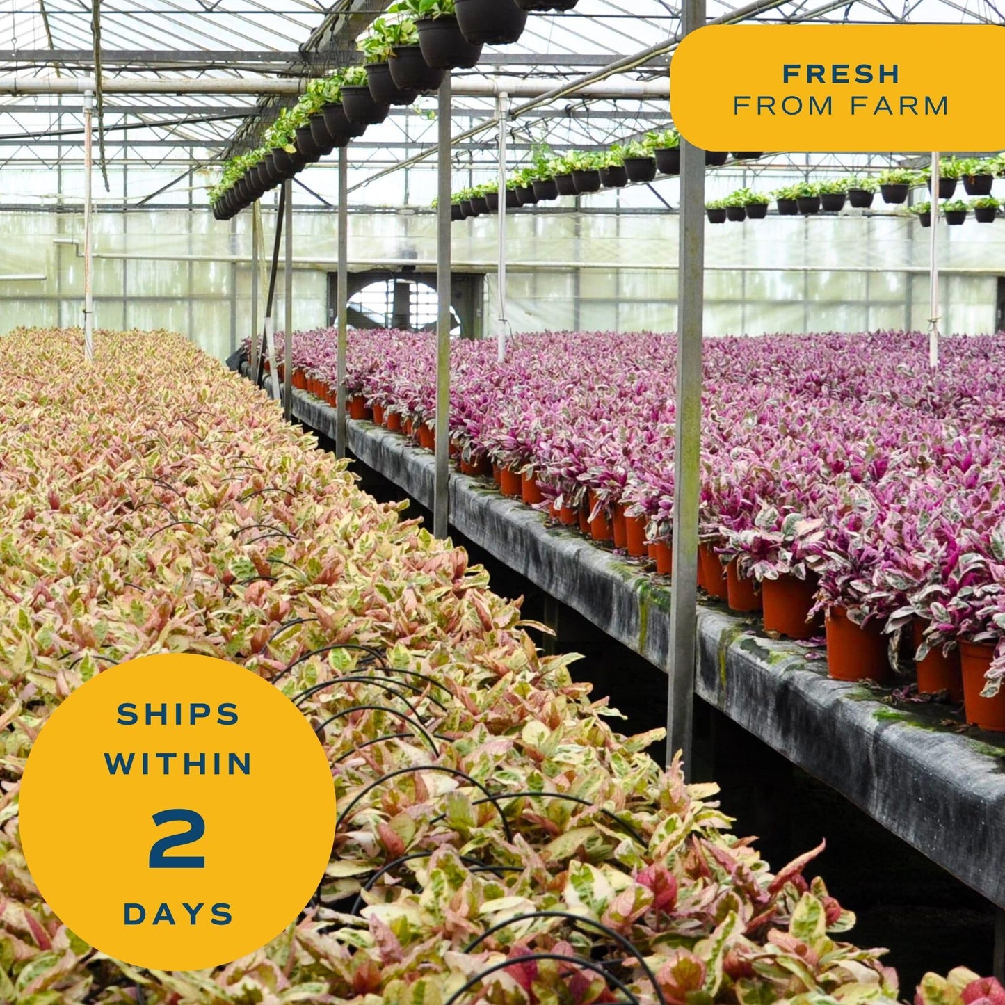 Costa Farms Dieffenbachia, Dumb Cane Live Plant in Decorative Pot, Easy to Maintain Indoor Houseplant, Perfect for Home, Room, o