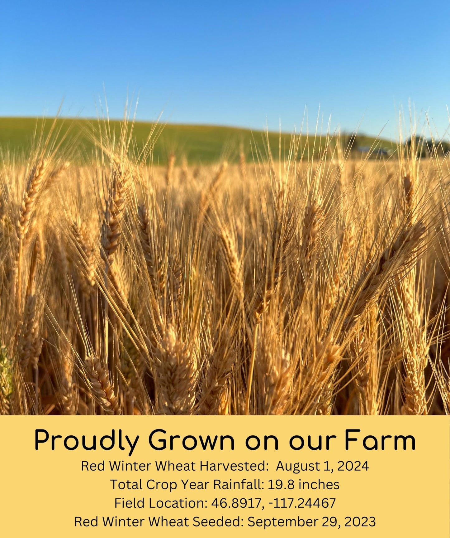Hard Red Winter Wheat Berries | 25 Lbs | Emergency Food Storage Bucket | Non-Gmo | Grown On Our Family Farm | Bulk