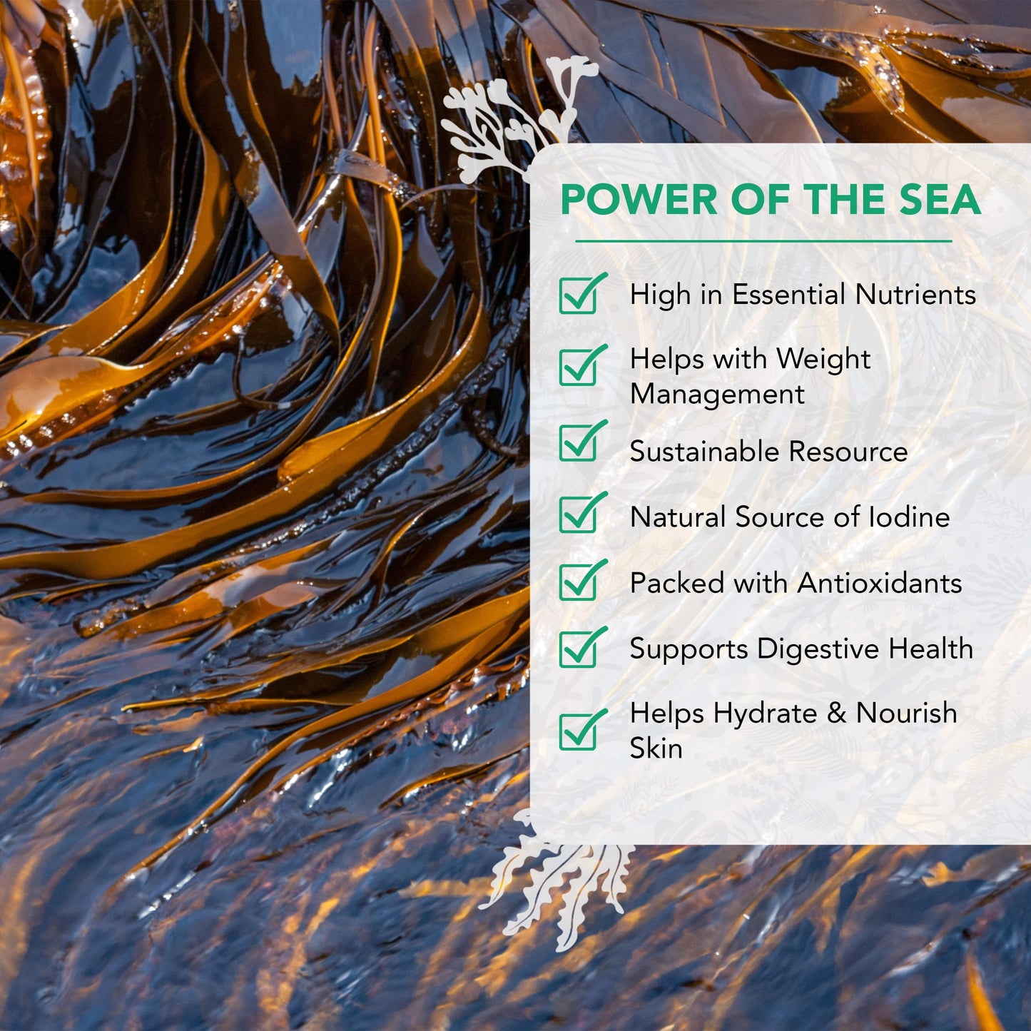 VITAMINSEA Kelp Dried Sea  | Vegan Certified | Rich in Amino Acids, Iodine | Whole Leaf | 8 Ounce