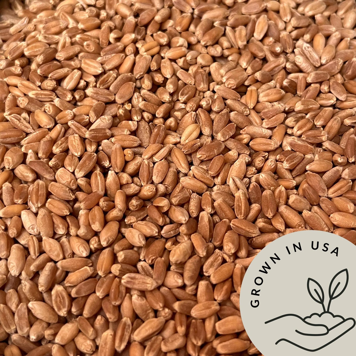 Be Still Farms Organic Hard Red Wheat Berries (4.8Lb) - Healthy Diet Whole Grains Bulk - Ideal For Soups, Salads, Flour, Bread -