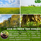 Premium Senna Peppermint Tea Bags. Relieves Constipation Natural Tea