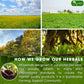TOG999 Herbal Tea Bags - Natural Blend of Senna, Peppermint, Licorice, Fennel - 100 Bags, Vegan, No Sugar, Caffeine, Gluten