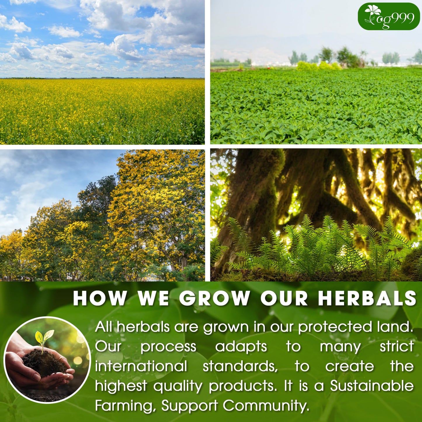 TOG999 Herbal Tea Bags - Natural Blend of Senna, Peppermint, Licorice, Fennel - 100 Bags, Vegan, No Sugar, Caffeine, Gluten