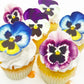 Sugar Robot Inc. Edible Pansies for Cake Decorating - Set of 12 - Small - 2.5 inches x 2.5 inches - Blue