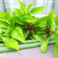 Unique Cinnamon Basil Mexican Spice 200+ Seeds For Planting Herb Garden