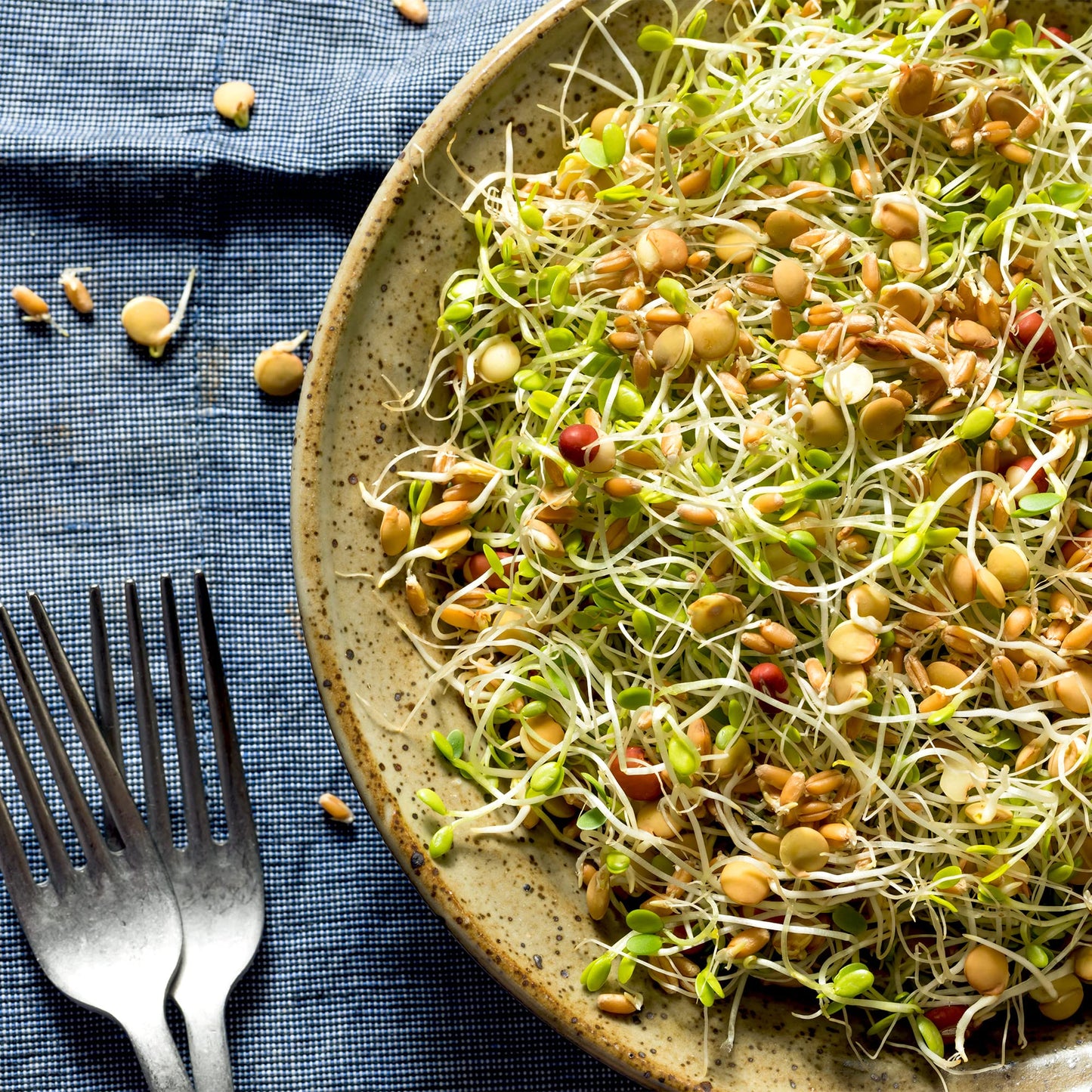 Todds Seeds Protein Bean Sprouting Seed Mix - Green Pea, Mung Bean, Adzuki, Garbanzo - 16 Ounce - Non GMO