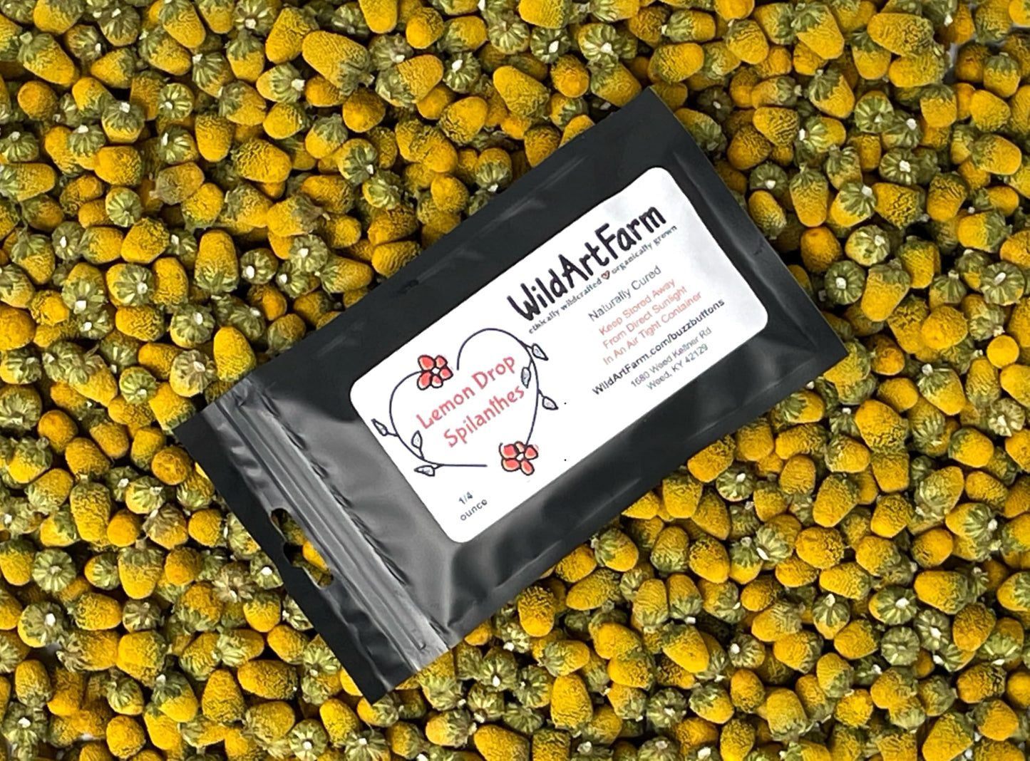 Buzz Button Edible Flowers Aka Spilanthes Aka Toothache Plant - Naturally Supports Wellnessd (1/4 Ounce)