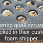 Generic Jumbo XXL White Coturnix Quail Fertile Hatching Eggs - 30 Pack
