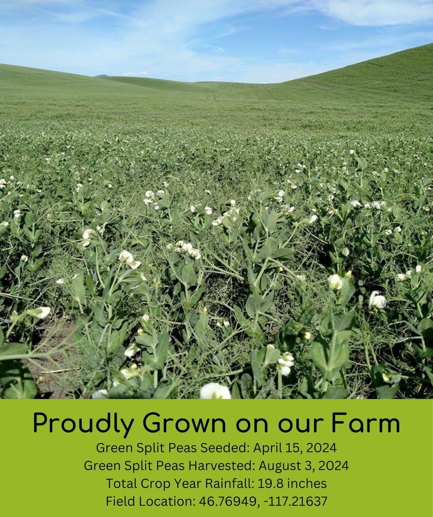 Certified Glyphosate Residue Free Green Split Peas | 15 Lbs | 100% Desiccant Free | Family Farmed In Washington State | Non-Gmo
