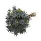 Bloomingmore | Fresh Cut Flowers | Blue Lagoon Eryngium | 50 Stems - 20 In | Home, Office, Wedding Decor, Diy, Party Event, Hous