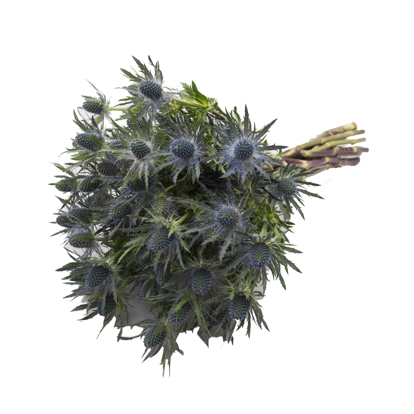 Bloomingmore | Fresh Cut Flowers | Blue Lagoon Eryngium | 50 Stems - 20 In | Home, Office, Wedding Decor, Diy, Party Event, Hous