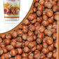 Anna and Sarah Large Oregon Hazelnuts in Shell (2.5 Lbs)