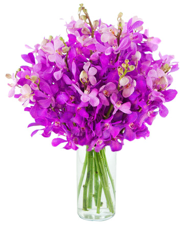 KaBloom Flowers - Mother's Day Collection - Moondance Purple Mokara Orchids (20 stems) With Vase.Gift for Birthday, Sympathy, An