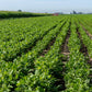 High Plains Pinto Beans | 25 Pound Bag | Farm-Fresh Pinto Beans | Non-GMO Verified | High Protein & Fiber Source | Dry Beans | Directly Sourced from Local Farmers