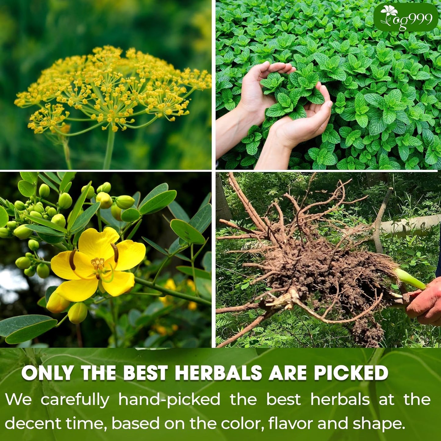 Premium Senna Peppermint Tea Bags. Relieves Constipation Natural Tea