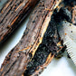 Vanilla Bean Kings Pure Vanilla Extract - Madagascar Beans - 32 FL Oz - Brown