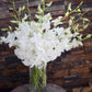 KaBloom Exotic Perla White Orchid Bouquet - 20 Fresh Dendrobium Orchids with Vase - White - Model KADF1185-V118-A999