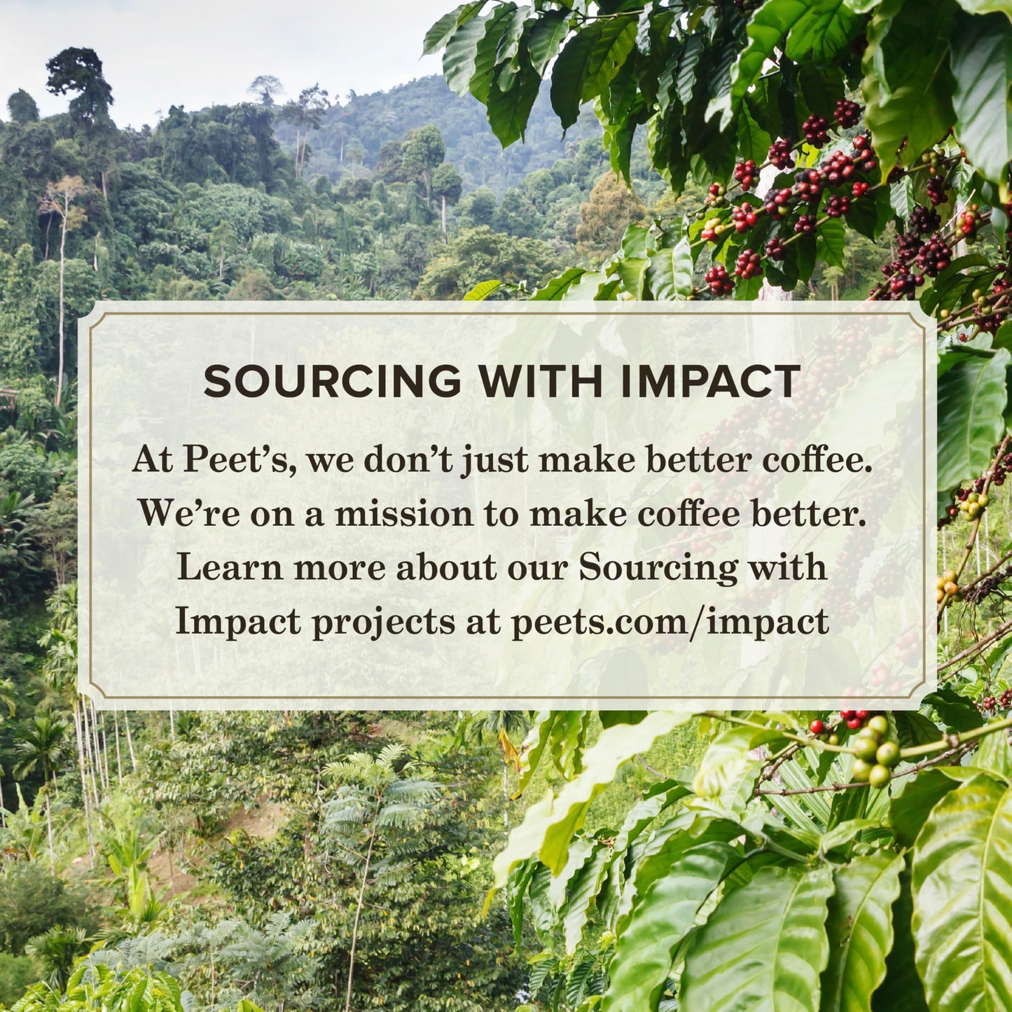 Peets Coffee Dark Roast K-Cup Pods - House Blend 60 Count - 6 Boxes of 10 Pods