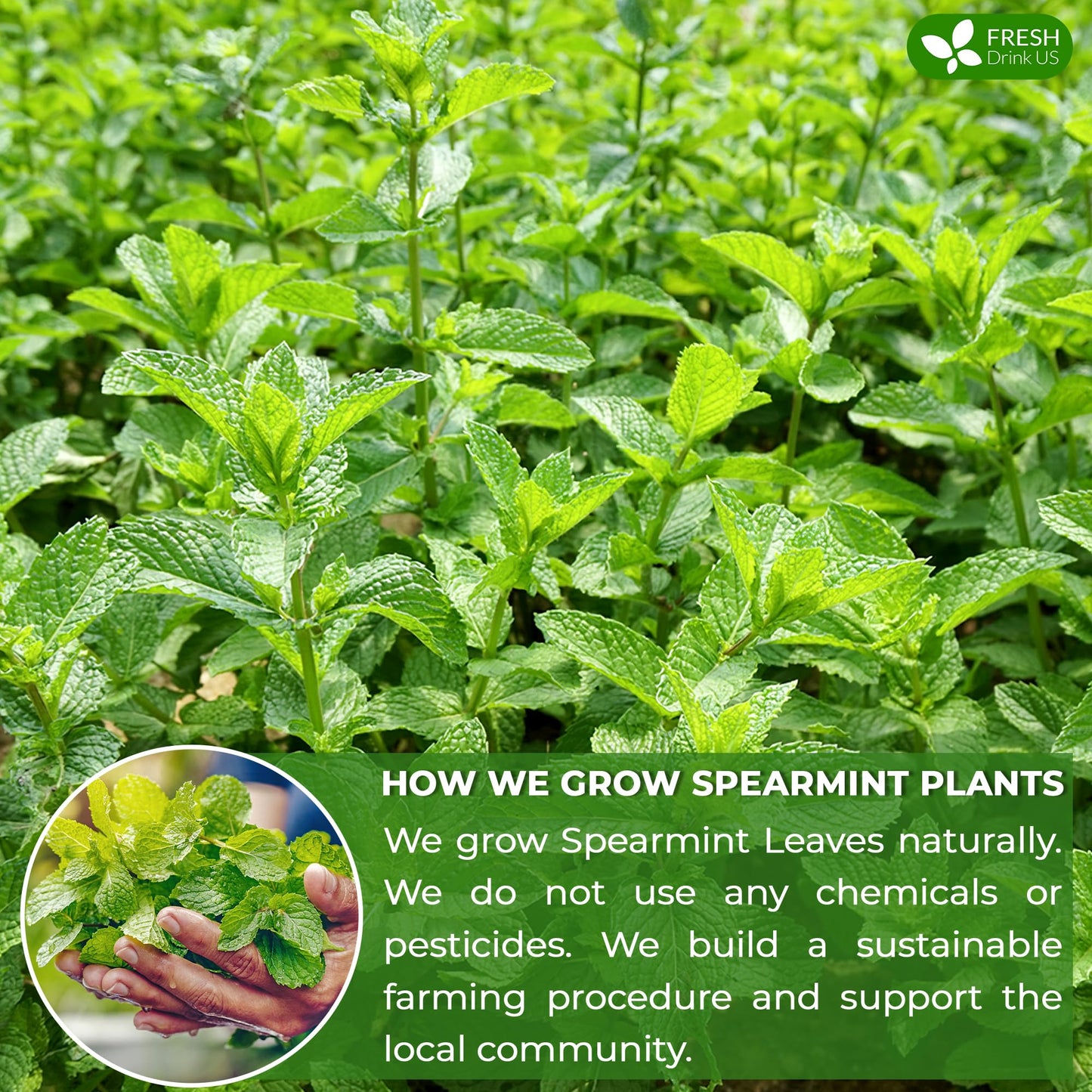 FRESHDRINKUS Spearmint Tea Bags - 100% Natural Herbal Tea, Caffeine-Free, Vegan, 135 Count