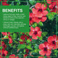 Jiva Organics Organic Hibiscus Flowers - 100% Pure, Cut & Sifted, 1 LB, Gluten Free, Non GMO, Caffeine Free