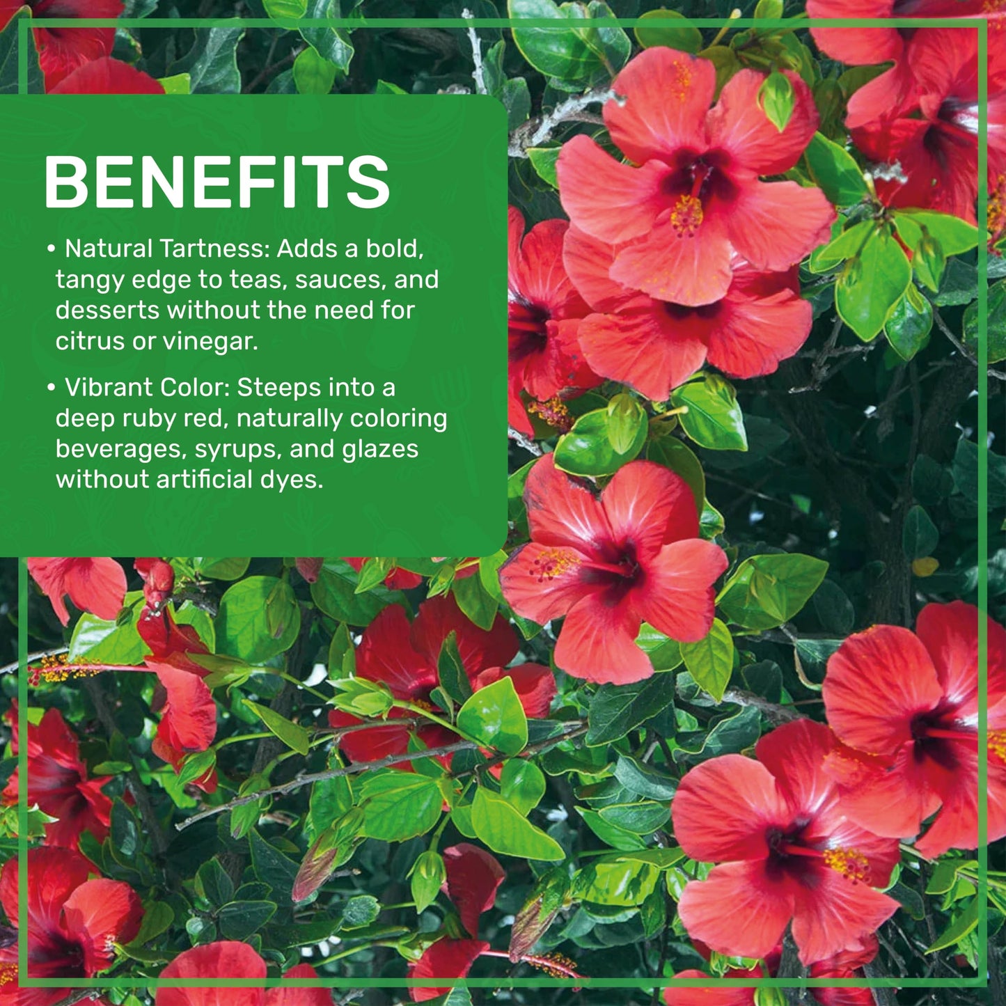 Jiva Organics Organic Hibiscus Flowers - 100% Pure, Cut & Sifted, 1 LB, Gluten Free, Non GMO, Caffeine Free